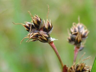 luzula campestris bluete