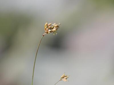 luzula lutea detail