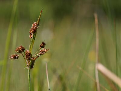 luzula multiflora