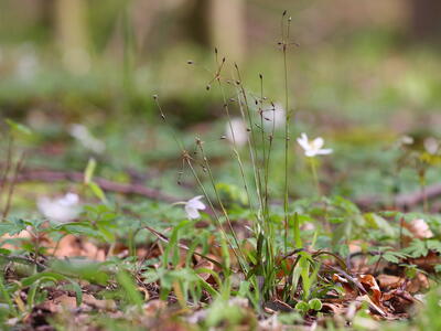 luzula pilosa