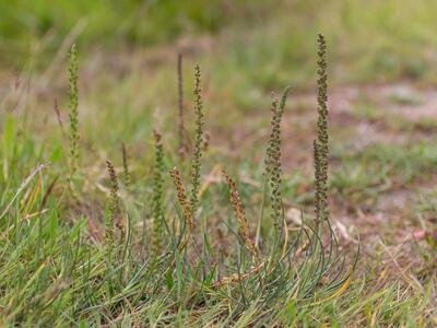 triglochin maritima