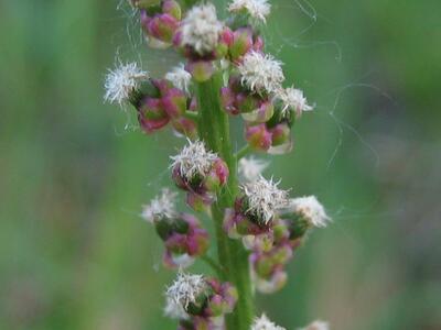 triglochin maritima detail