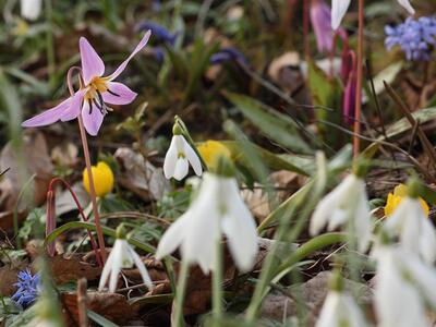 erythronium dens-canis