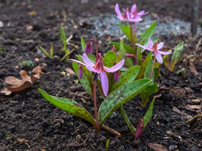 erythronium dens-canis habitus