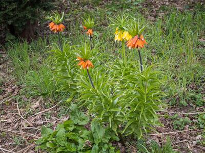 fritillaria imperialis