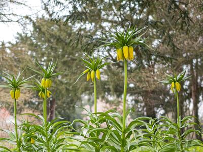 fritillaria imperialis habitus