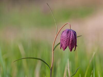 fritillaria meleagris