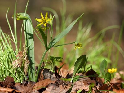 gagea lutea