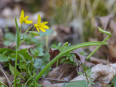 gagea lutea bluete