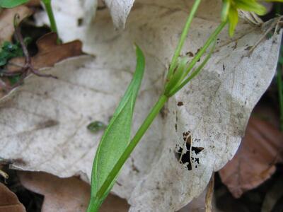 gagea spathacea blatt