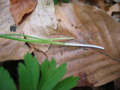 gagea spathacea blattgrund