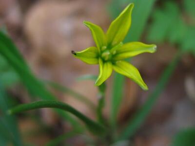 gagea spathacea bluete