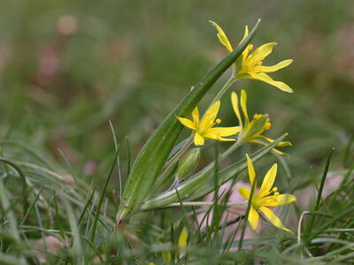 gagea villosa