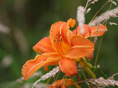 hemerocallis fulva