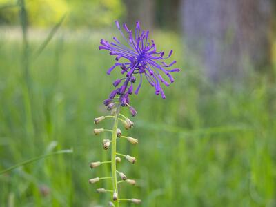 leopoldia comosa