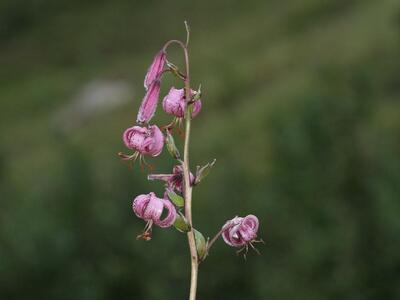 lilium martagon