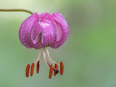 lilium martagon detail