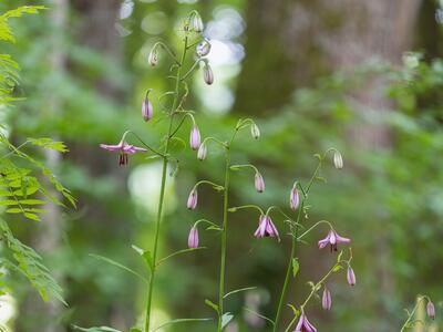 lilium martagon habitus