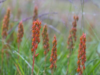 narthecium ossifragum