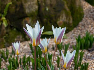 tulipa kaufmanniana