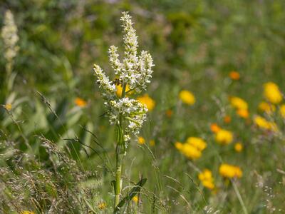 veratrum album