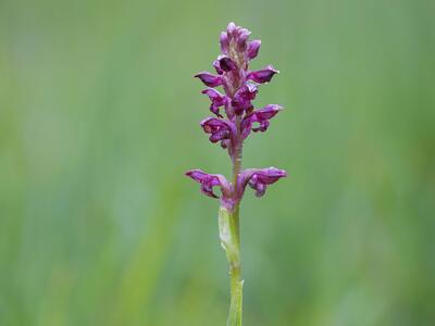 anacamptis coriophora