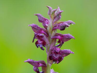 anacamptis coriophora detail