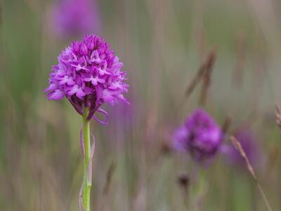 anacamptis pyramidalis