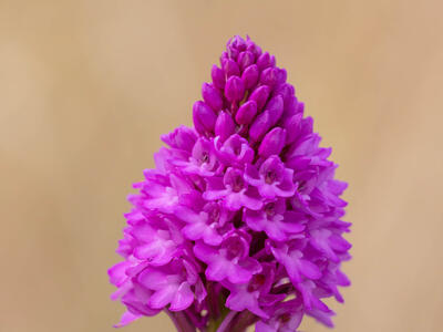 anacamptis pyramidalis detail