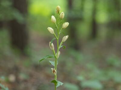 cephalanthera damasonium