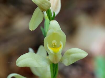 cephalanthera damasonium detail