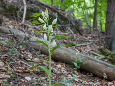 cephalanthera damasonium habitus