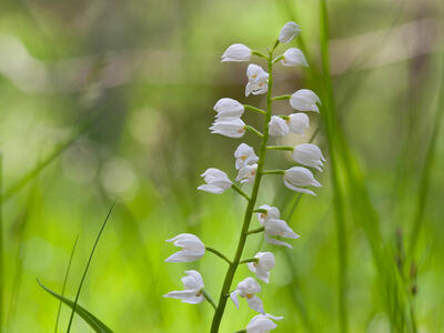 cephalanthera longifolia