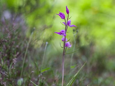 cephalanthera rubra