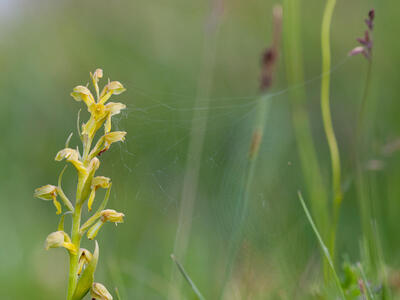 coeloglossum viride