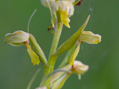 coeloglossum viride detail