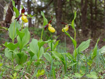 cypripedium calceolus