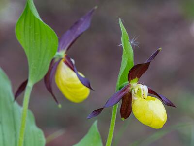 cypripedium calceolus detail