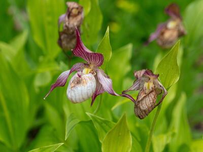 cypripedium montanum