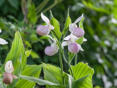 cypripedium reginae