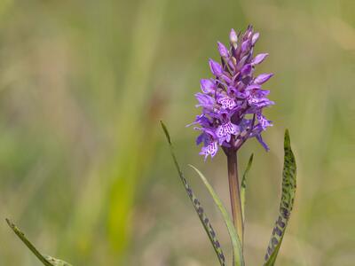 dactylorhiza baltica