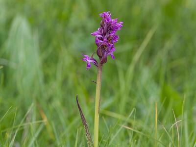 dactylorhiza cruenta