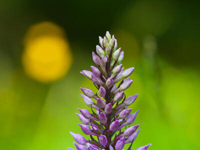 dactylorhiza fuchsii ssp fuchsii