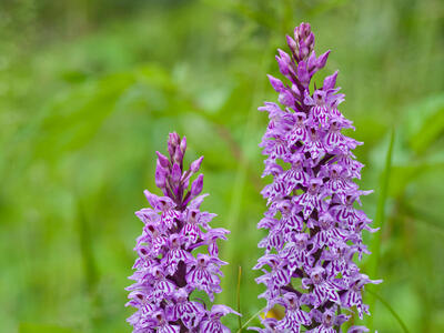 dactylorhiza fuchsii ssp fuchsii habitus