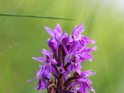 dactylorhiza fuchsii ssp psychrophila