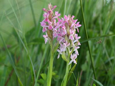 dactylorhiza incarnata