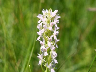 dactylorhiza incarnata 2