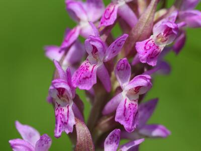 dactylorhiza incarnata detail