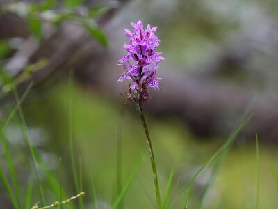 dactylorhiza lapponica