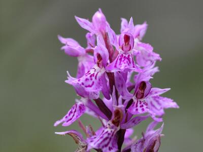 dactylorhiza lapponica detail